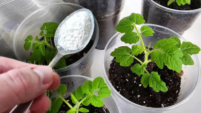 Чому не варто поспішати з підживленням розсади в лютому