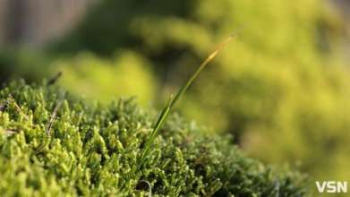 Без опадів та до +18: якою буде погода на Волині протягом останнього тижня березня