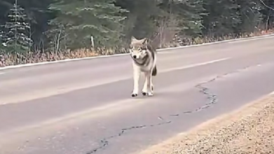 вовк на Рівненщині