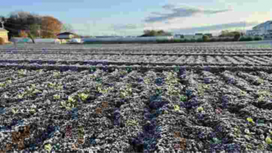 Найкращі добрива для ґрунту, добрива для городу