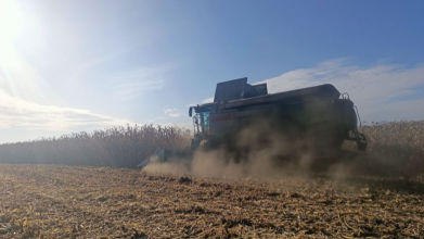 Удвічі більше, ніж торік: як на Волині вродила кукурудза