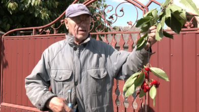 Від саду - до прилавка: як вирощують і продають черешню на Волині