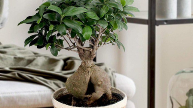 кімнатні рослини