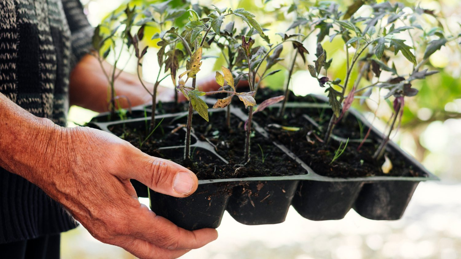 Старт сезону без втрат: що вже варто сіяти на розсаду у 2026 році