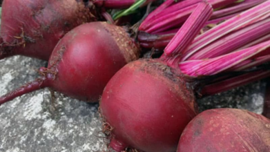 Ці сорти буряка - найсолодші і дуже врожайні: назви найкращих коренеплодів