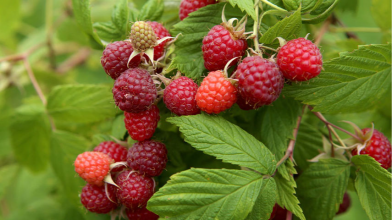 Де посадити малину, щоб щороку мати щедрий урожай
