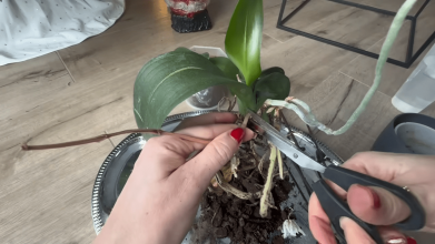 Чому орхідея не цвіте повторно: одна помилка після квітів, про яку мало хто знає