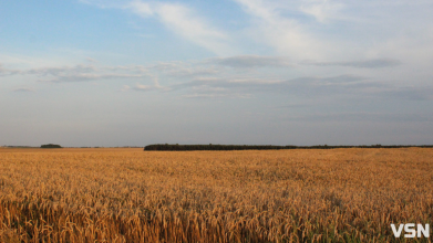 Що сіяти на Волині: найприбутковіші культури 2026 року