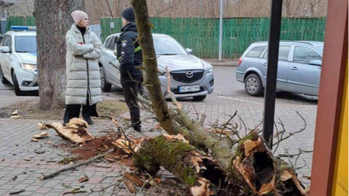 У місті на Волині гілка з дерева впала на припарковане авто