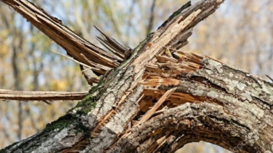На Волині під час лісозаготівлі на чоловіка впало дерево: він у лікарні