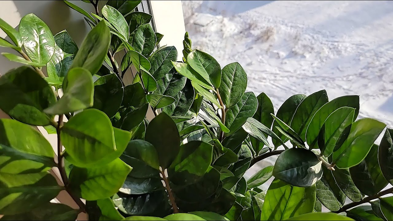 Це – не добриво, а допінг: чим підживити доларове дерево взимку, щоб рослина випустила нові пагони