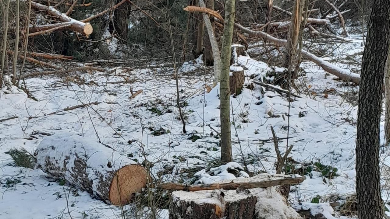 На Волині невідомі зрізали 354 дерева на понад 380 тисяч гривень