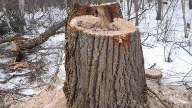 568 пнів і мільйонні втрати: у громаді на Волині розслідують незаконну вирубку