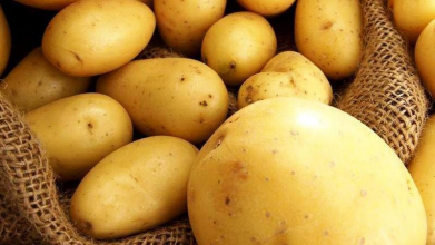 Найгірші сорти картоплі у 2026 році: їх точно не варто садити