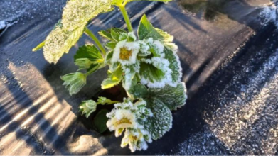 врожай полуниці, заморозки