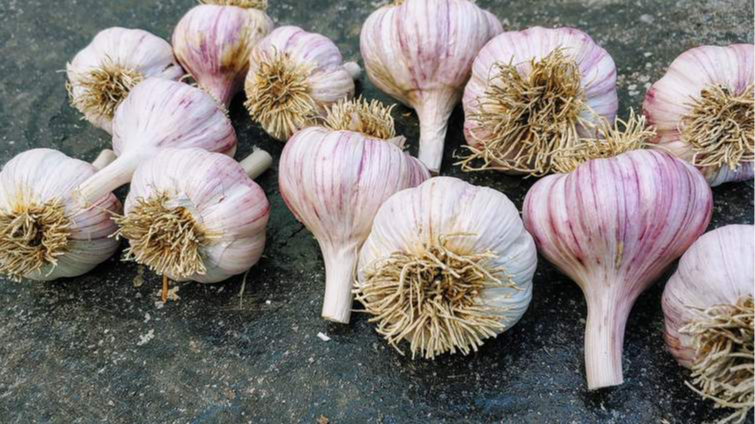 Найкращі сорти озимого часнику
