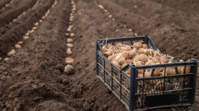 Щоб не рано і не пізно: точні дати, коли садити картоплю у 2026 році