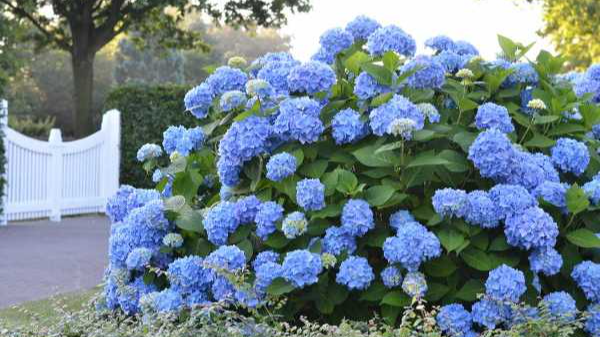 Як укрити гортензію на зиму: не зробіть цих помилок