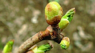 Бруньковий кліщ атакує смородину: як врятувати кущі і не залишитися без урожаю