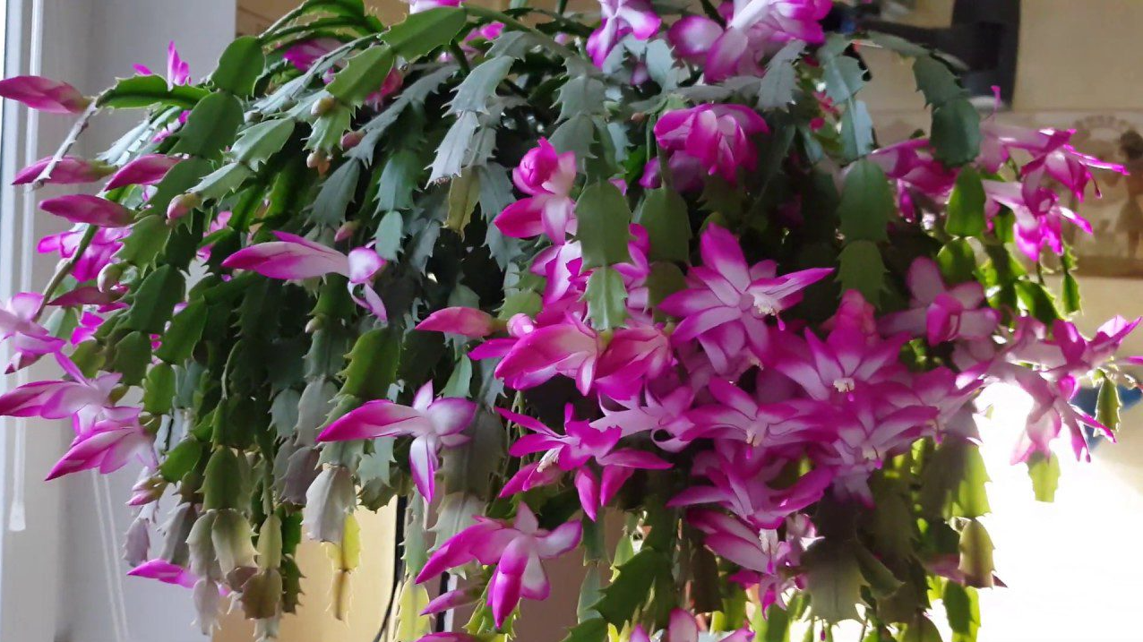 Різдвяник з одного живця: простий спосіб отримати пишний кущ за рік