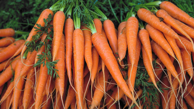 Найкращі й найсолодші топ-5 сортів моркви, які дають багатий врожай