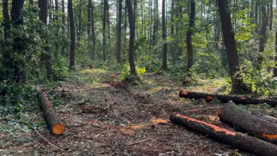 На Волині викрили масштабну незаконну вирубку лісу на понад 5,2 млн гривень