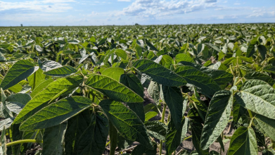 На Волині жінка самовільно обробила землю громади і отримала величезний штраф