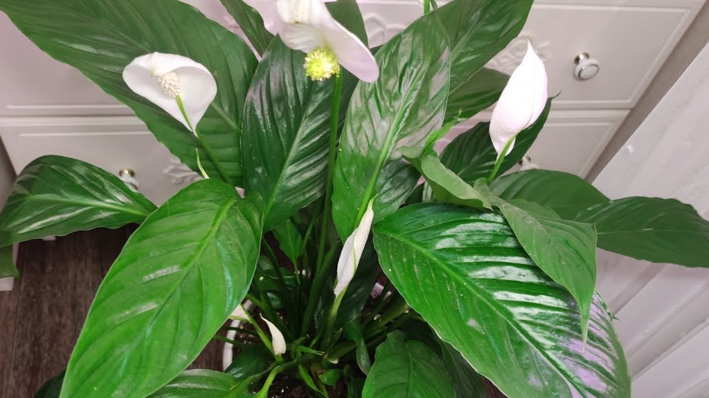 Перевірений рецепт ефективного підживлення спатифілуму