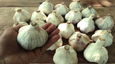Ці 3 сорти озимого часнику дають найвищий урожай і витримують будь-яку зиму