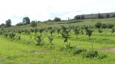 У селі на Волині на місці чагарнику посадили гектари фундука. Відео