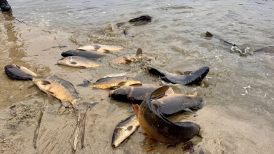 В озеро на Волині запустили майже пів тонни риби