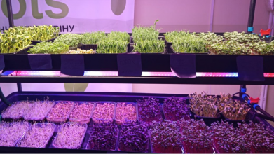 На Волині в укритті ліцею учні вирощують мікрозелень та навчаються підприємництву