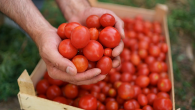 Найкращі сорти помідорів