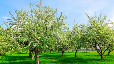 Як врятувати плодові дерева від шкідників без хімії