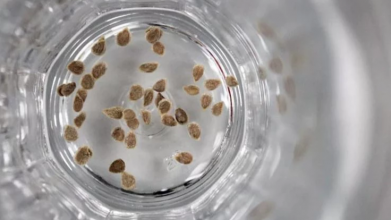 Як правильно замочити насіння