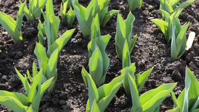 тюльпани не цвітуть