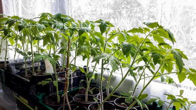 У чому обов’язково замочити насіння томатів перед висіванням на розсаду: найкращі поради