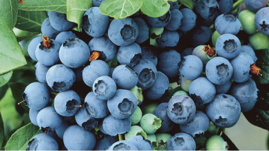 Чим підживити лохину навесні для великих ягід?