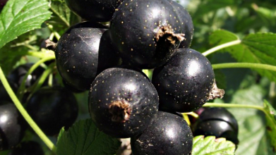 посадка смородини