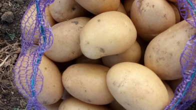 найкращі сорти картоплі