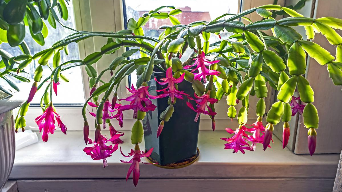 Як змусити різдвяник розквітнути до новорічних свят: ці поради точно допоможуть