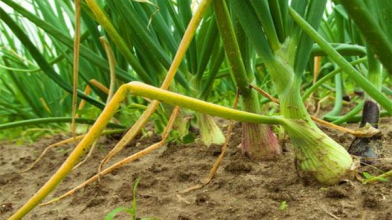 жовтіє зелена цибуля