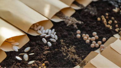 посів насіння