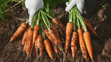 Ці сорти моркви виростають солодкими, як цукор: посадіть їх на городі цього року
