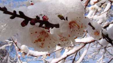 Весна на паузі: арктичне вторгнення принесе мокрий сніг і холод в Україну