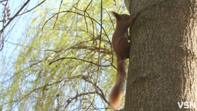 До 14 градусів тепла: якою буде погода протягом робочого тижня на Волині