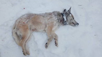 Перегризають шию: у селі на Волині хижаки нападають на домашніх собак