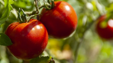 Підживлення помідорів без помилок: що важливо не пропустити
