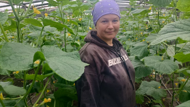 У селі на Волині родина вирощує огірки вже понад два десятиліття