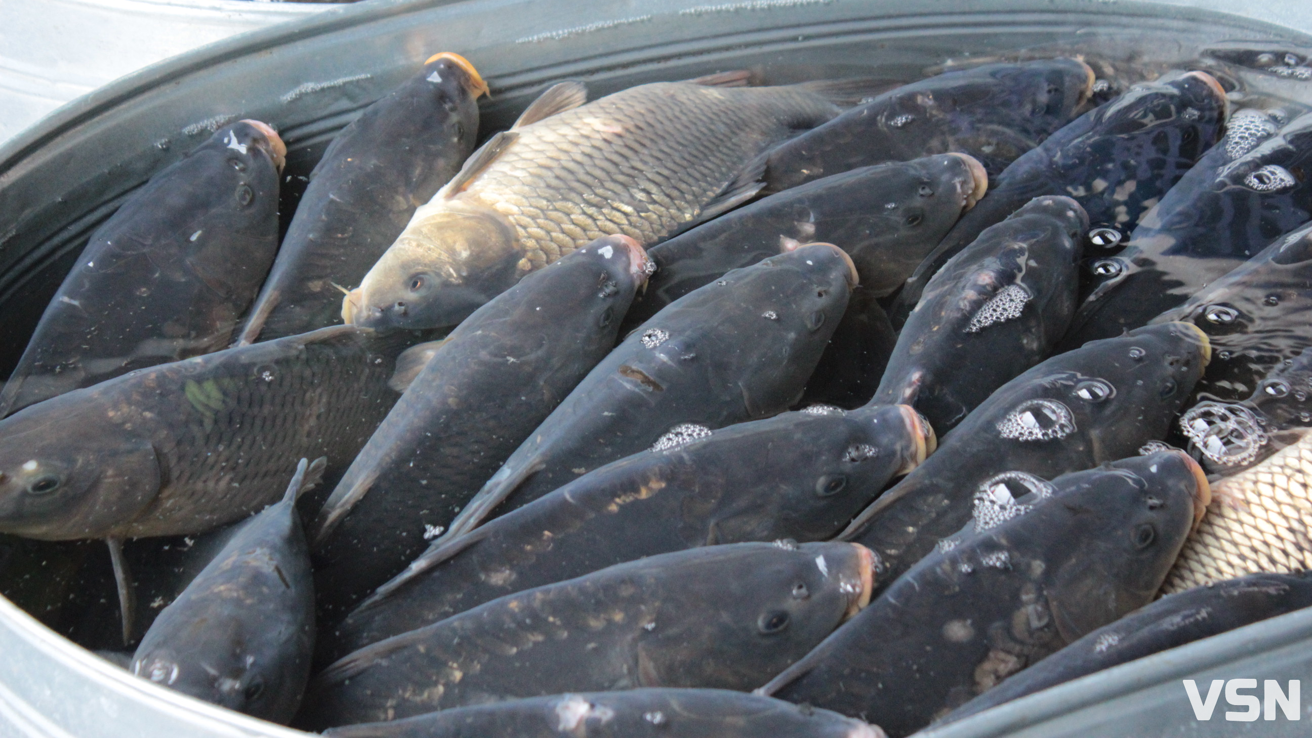 Скільки у Луцьку на ринку коштує жива риба?